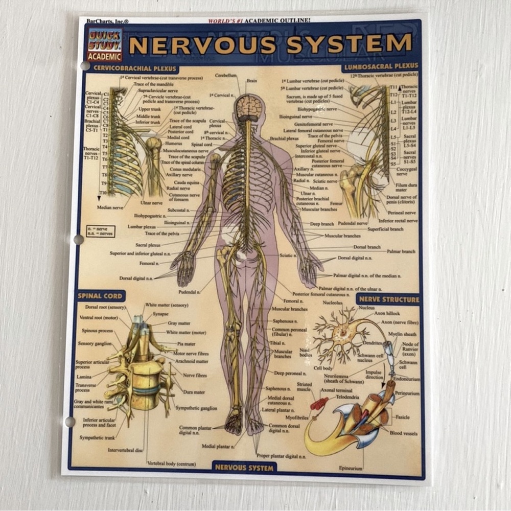 Nervous System Quick Study Sheet